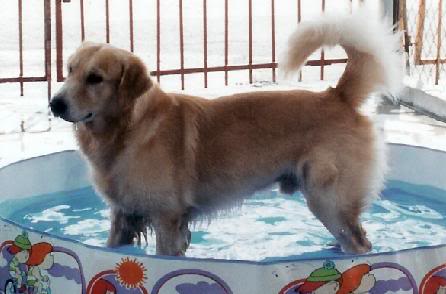 Chester In Pool